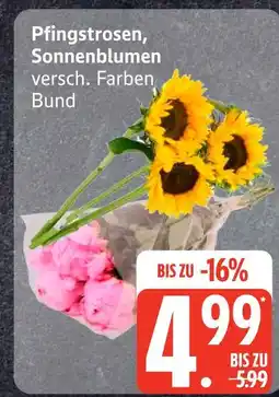 Edeka Pfingstrosen Angebot