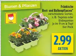 diska Franken fränkische beet- und balkonpflanzen Angebot