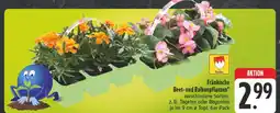 Edeka Fränkische beet- und balkonpflanzen tagetes Angebot