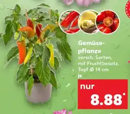 Kaufland Gemüsepflanze Angebot