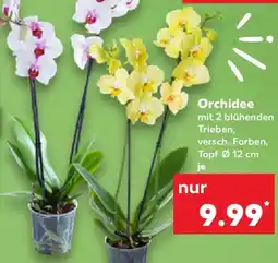 Kaufland Orchidee Angebot