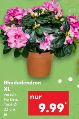 Kaufland Rhododendron XL Angebot