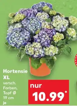 Kaufland Hortensie XL Angebot