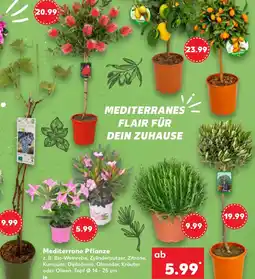 Kaufland Mediterrane Pflanze Angebot