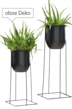XXXLutz Ambia Home Pflanztopf Angebot