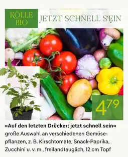 Pflanzen Kölle Kölle bio gemüsepflanzen Angebot