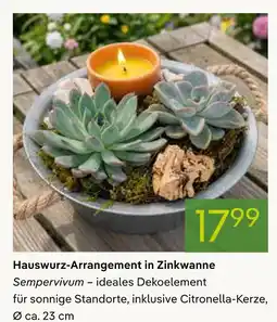 Pflanzen Kölle Hauswurz-arrangement in zinkwanne Angebot