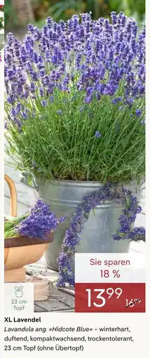 Pflanzen Kölle Xl lavendel Angebot