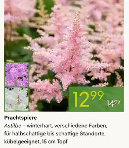Pflanzen Kölle Prachtspiere Angebot
