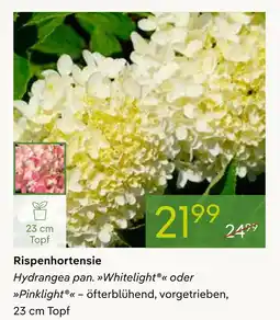 Pflanzen Kölle Rispenhortensie whitelight Angebot