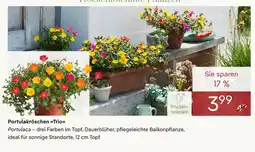 Pflanzen Kölle Portulakröschen trio Angebot