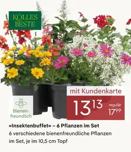 Pflanzen Kölle Kölles beste insektenbuffet – 6 pflanzen im set Angebot