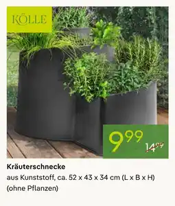 Pflanzen Kölle Kölle kräuterschnecke Angebot