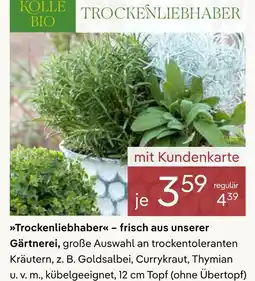 Pflanzen Kölle Kolle bio trockenliebhaber Angebot