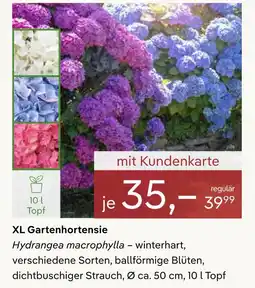 Pflanzen Kölle Xl gartenhortensie Angebot