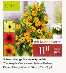 Pflanzen Kölle Kölle schwarzäugige susanne pyramide Angebot