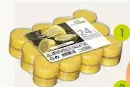 Pflanzen Kölle Citronella – duftteelichte Angebot