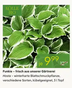 Pflanzen Kölle Kölle bio funkie – frisch aus unserer gärtnerei Angebot