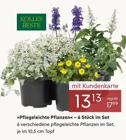 Pflanzen Kölle Kölles beste pflegeleichte pflanzen Angebot