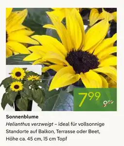 Pflanzen Kölle Sonnenblume Angebot