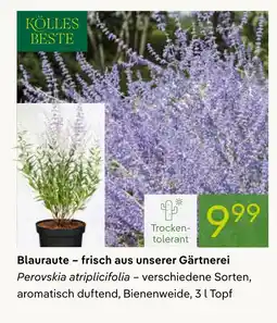 Pflanzen Kölle Kölles beste blauraute Angebot