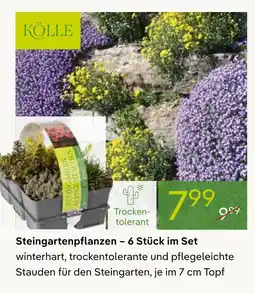 Pflanzen Kölle Kölle steingartenpflanzen Angebot