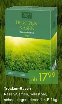 Pflanzen Kölle Kohls beste trocken-rasen Angebot