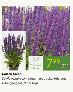 Pflanzen Kölle Garten-salbei Angebot