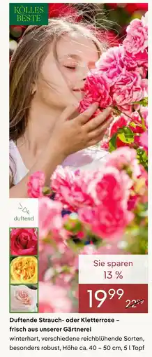 Pflanzen Kölle Kölles beste duftende strauch- oder kletterrose Angebot