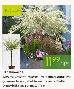 Pflanzen Kölle Kölle harlekinweide Angebot