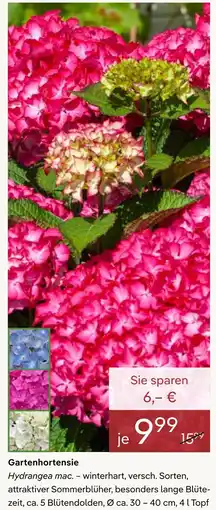 Pflanzen Kölle Gartenhortensie Angebot