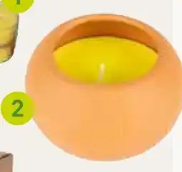 Pflanzen Kölle Citronella kerze siena Angebot