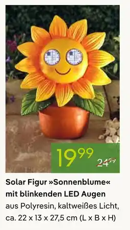 Pflanzen Kölle Solar figur sonnenblume Angebot