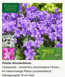 Pflanzen Kölle Kölles beste polster-glockenblume campanula Angebot