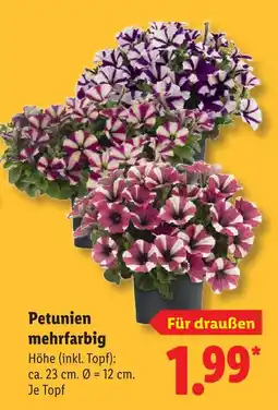 Lidl Petunien mehrfarbig Angebot