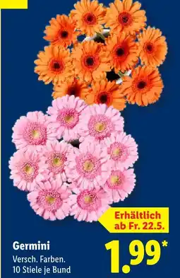 Lidl Germini Angebot