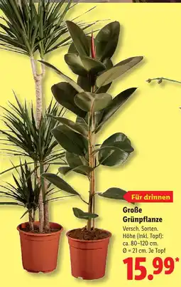 Lidl Große grünpflanze Angebot