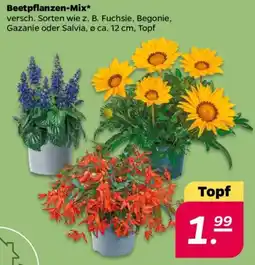 NETTO Beetpflanzen-Mix Angebot