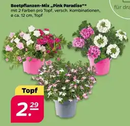 NETTO Beetpflanzen-Mix ,,Pink Paradise"* Angebot