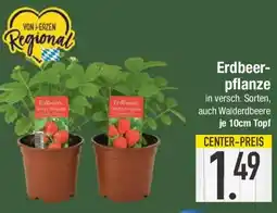 E-Center Erdbeer pflanze Angebot