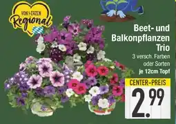 E-Center Beet- und Balkonpflanzen Trio Angebot