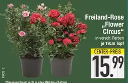 E-Center Freiland-Rose ,,Flower Circus" Angebot