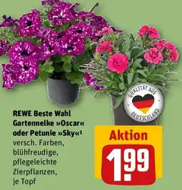 REWE REWE Beste Wahl Gartennelke Oscar oder Petunie Sky Angebot