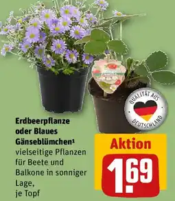 REWE Erdbeerpflanze oder Blaues Gänseblümchen Angebot