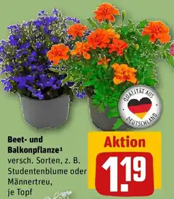 REWE Beet- und Balkonpflanze Angebot