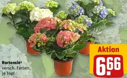 REWE Hortensie Angebot