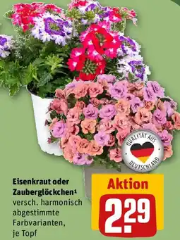 REWE Eisenkraut oder Zauberglöckchen Angebot