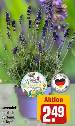 REWE Lavendel Angebot
