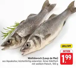 SBK Wolfsbarsch (Loup de Mer) Angebot