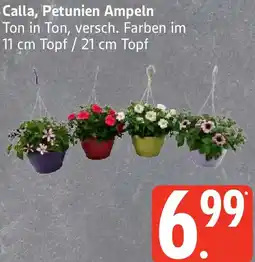 Edeka Calla, Petunien Ampeln Angebot